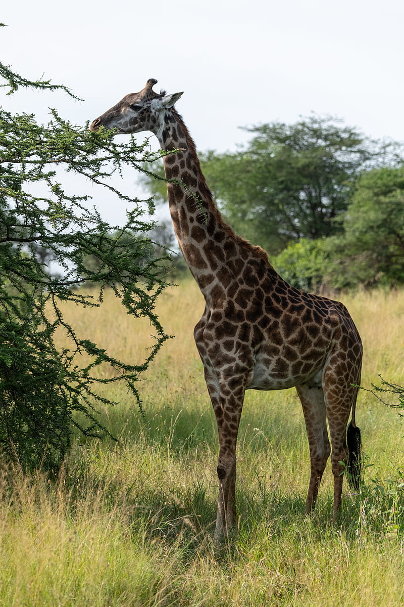 giraffe, animal, savannah, trees, HD phone wallpaper