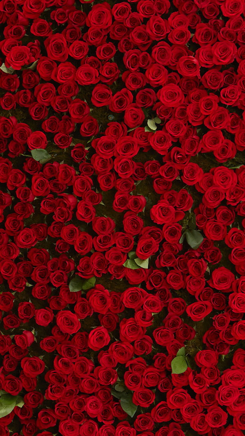 Rosas rojas, hojas, amor, naturaleza, rosa, Fondo de pantalla de teléfono  HD | Peakpx