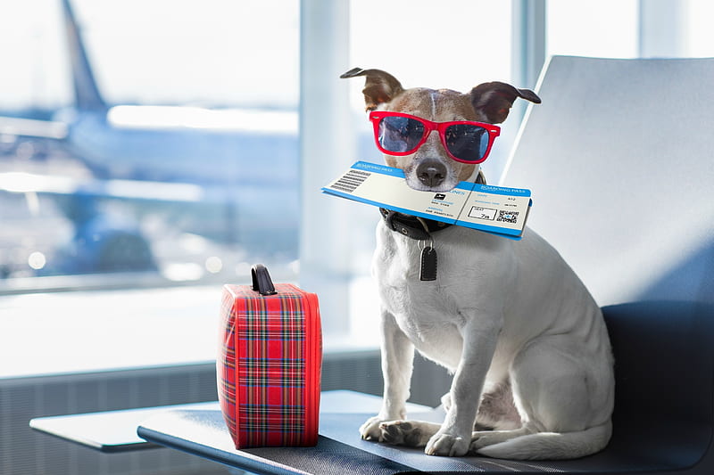 Ready for vacation, vacation, caine, suitcase, animal, sunglasses, ticket, jack russell terrier, funny, dog, HD wallpaper