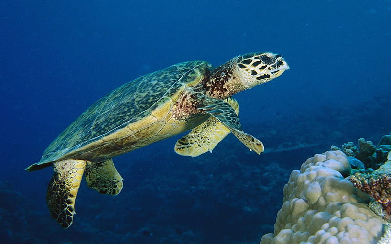 Malaysia - sea turtle, HD wallpaper