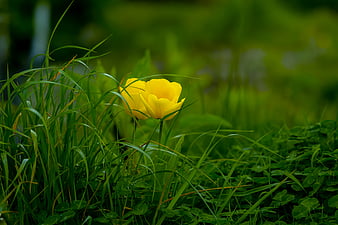 Palabras clave de fondo de pantalla: flor amarilla verde | Peakpx