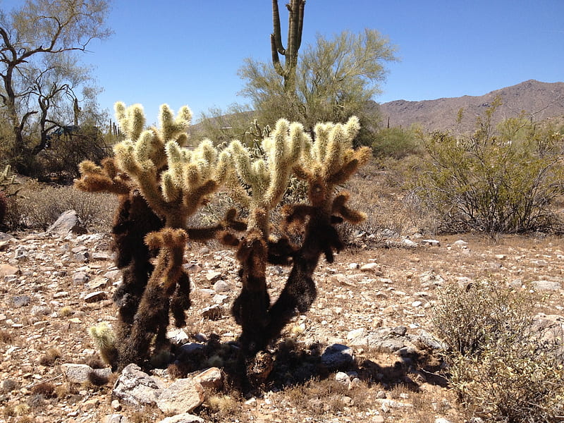 Desert Cactus Couple, Park, Desert, Arizona, Sun, HD wallpaper