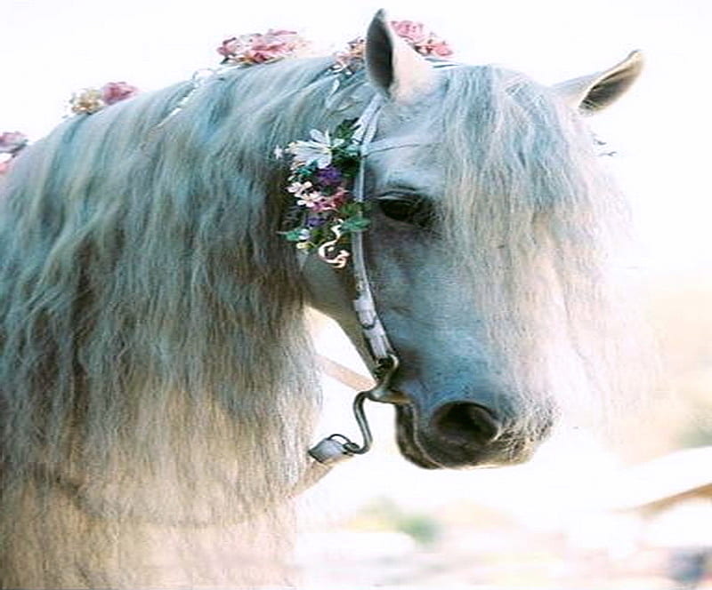 Lady white, ruffled mane, flowers, beauty, white, horse, HD wallpaper
