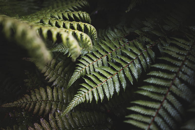 fern, leaves, green, plant, bush, HD wallpaper