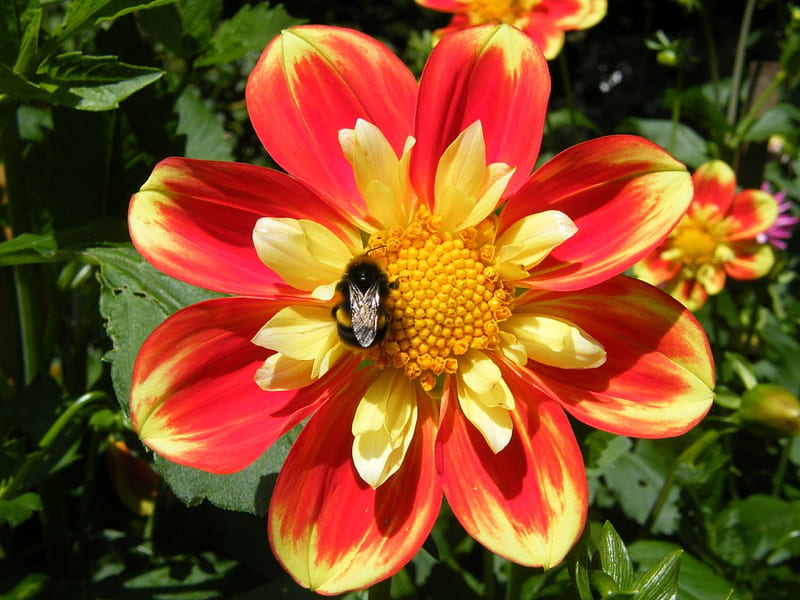 mr bee, hungry, pollen, HD wallpaper