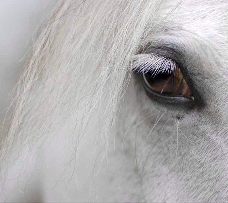 White Horse, eye, face, head, horse, look, soft, white, HD wallpaper