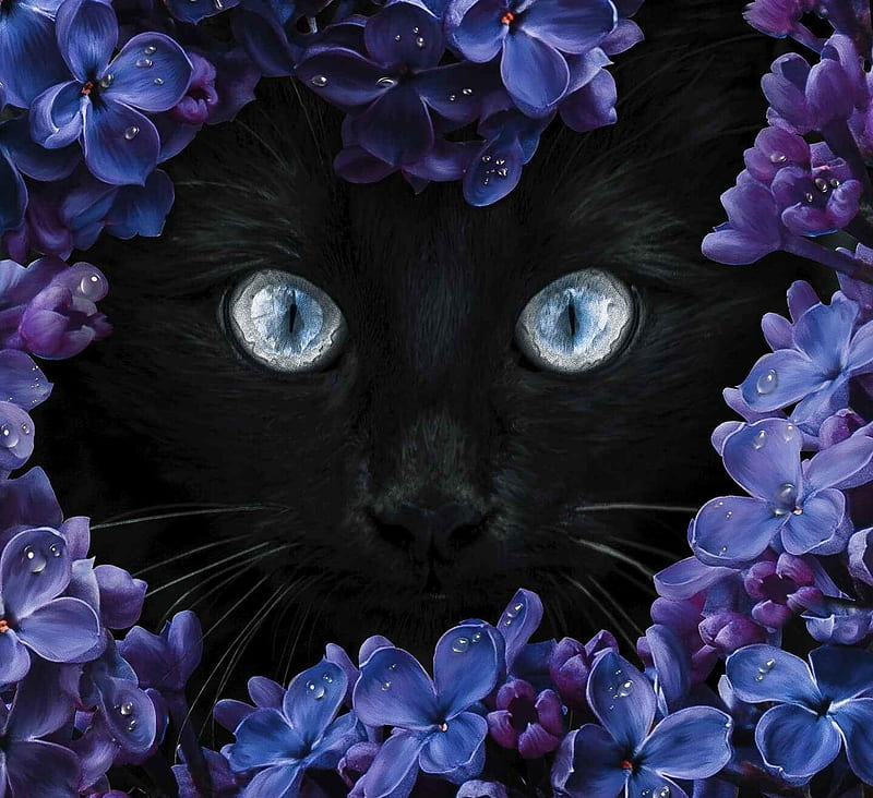 lilac, purple, flower, black, spring, skin, cat, eyes, pisici, HD wallpaper