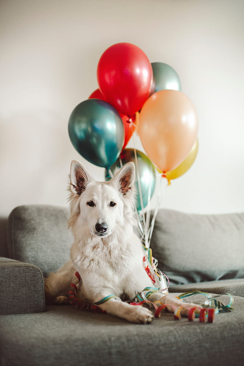 dog, white, cute, balloons, HD phone wallpaper