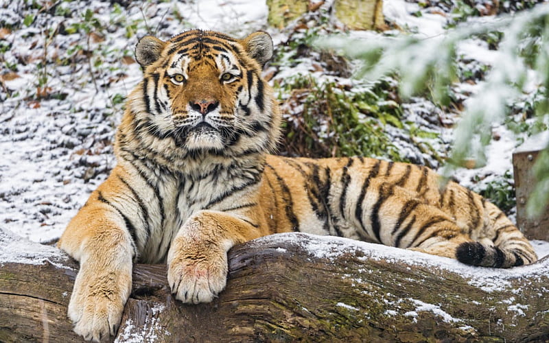 Tiger, stripes, orange, animal, winter, tree, beauty, amur, wood, HD wallpaper