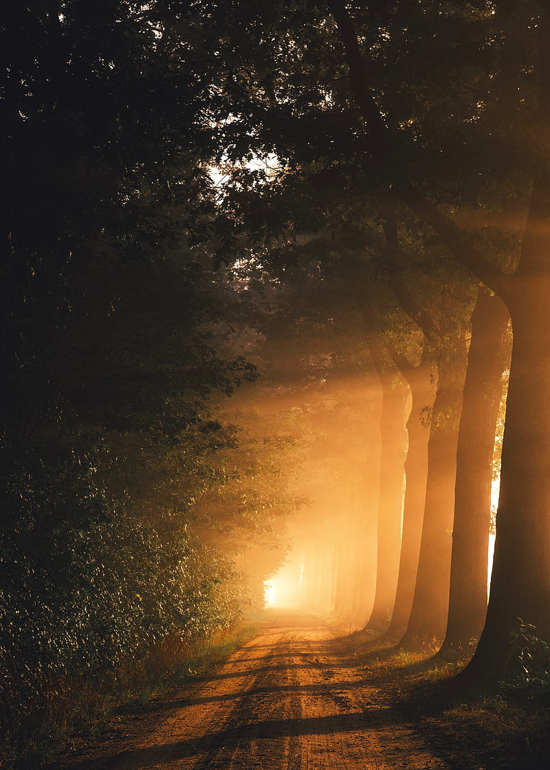 path, trees, fog, sunlight, dawn, HD phone wallpaper