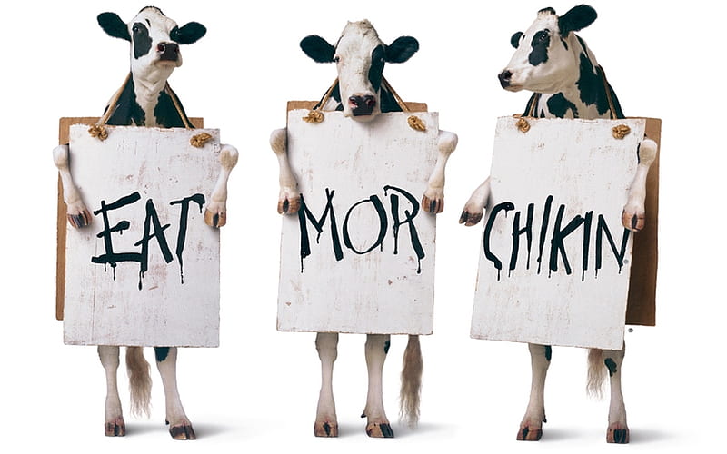 Eat More Chicken, cute, hilarious, advertising, funny, Cows, HD wallpaper