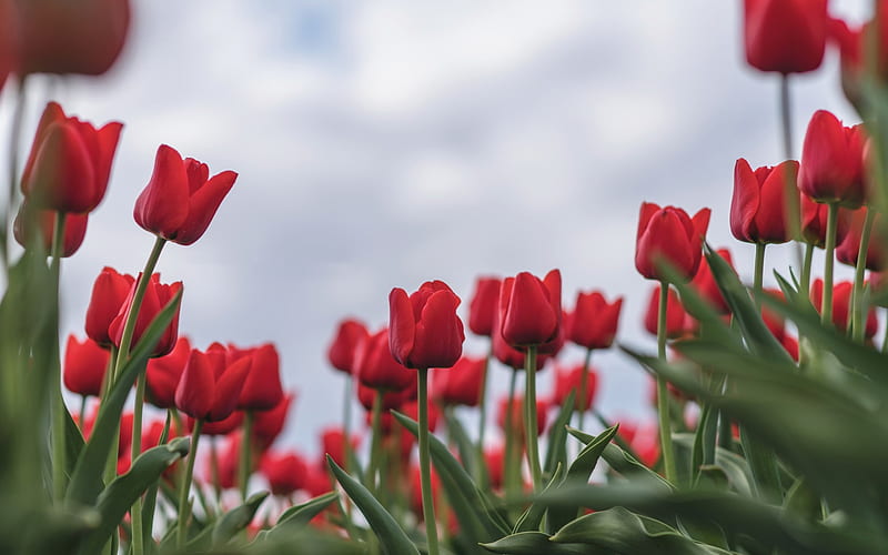 red tulips, flower field, Holland, blur, red wildflowers, spring, tulips, HD wallpaper