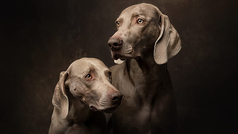 Dogs, Weimaraner, HD wallpaper