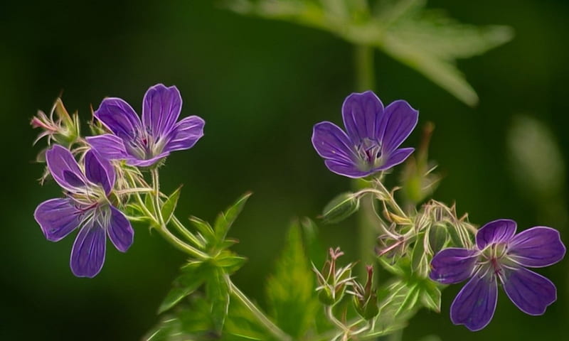 Wild purple flowers, flower, nature, purple, wild, HD wallpaper Wild purple flowers, flower, nature, purple, wild, HD wallpaper
