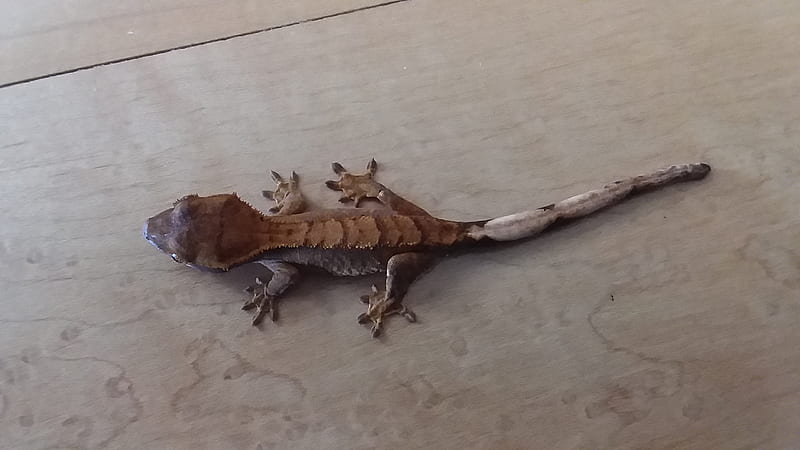 Crested Gecko Cheeky, herpetologist, lizard, HD wallpaper