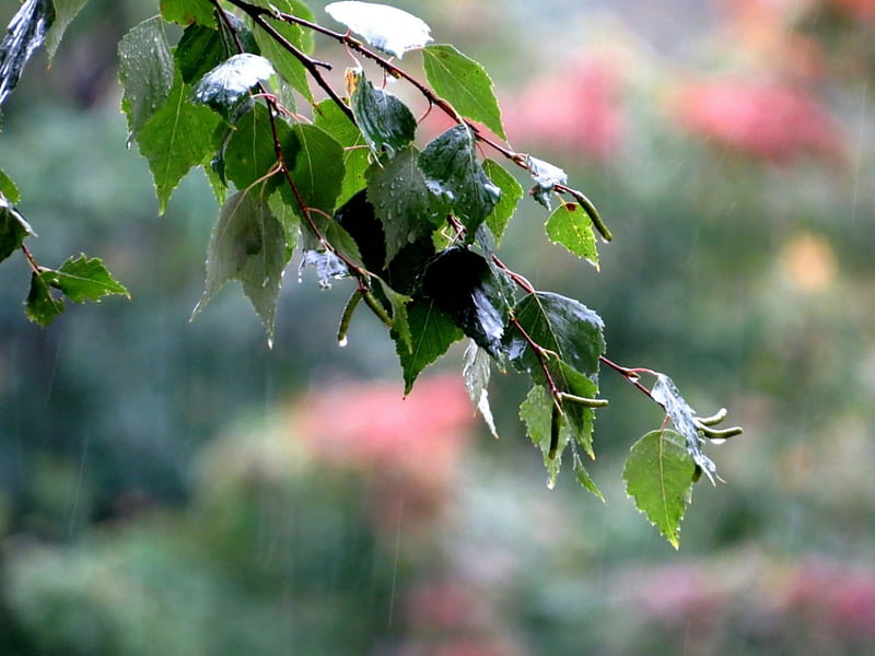 rain, birtch, summer, leaf, HD wallpaper