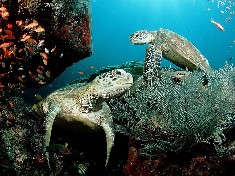 Sea Turtles, turtles, sea, ocean, HD wallpaper