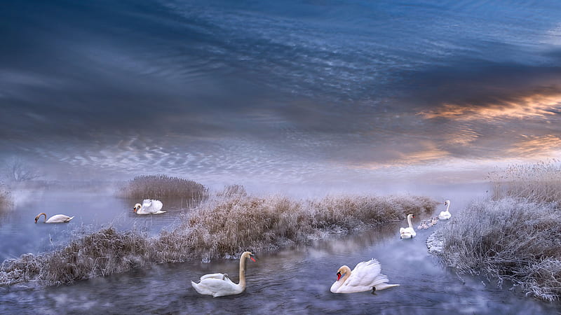Birds, Mute swan, Bird, Frost, Mute Swan, Pond, Swan, Winter, HD wallpaper