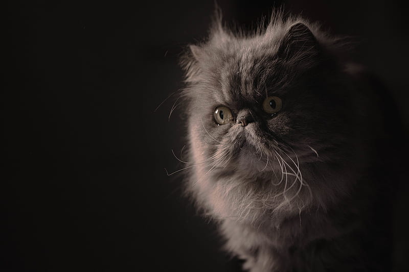 Persian cat, Black Persian Cat, HD wallpaper