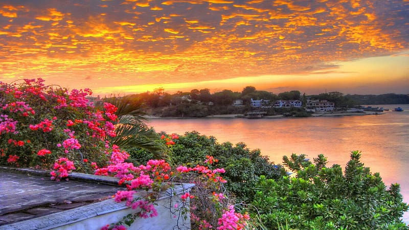 Lakeside Sunset, plants, landscape, colors, trees, clouds, flowers, sky, HD wallpaper