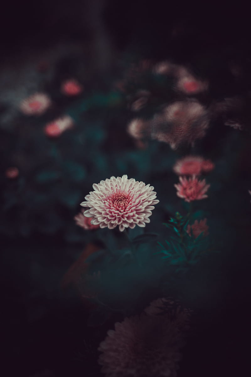 dahlia, flower, blur, bud, pink, petals, HD phone wallpaper