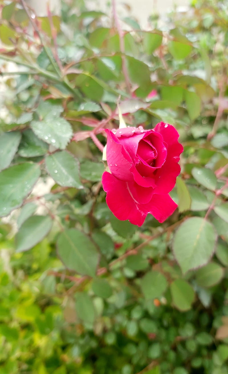 Rose, baloch911, red rose by, HD phone wallpaper | Peakpx