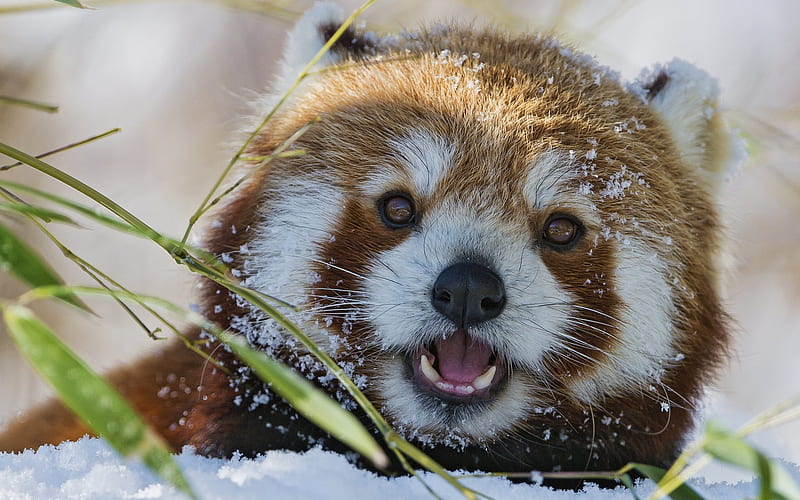 red panda, muzzle, zoo, snow, funny animals, HD wallpaper