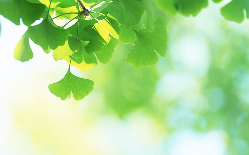 22 Soft Focus Ginkgo Leaves -Ethereal Dreamy Ginkgo Leaves, HD wallpaper