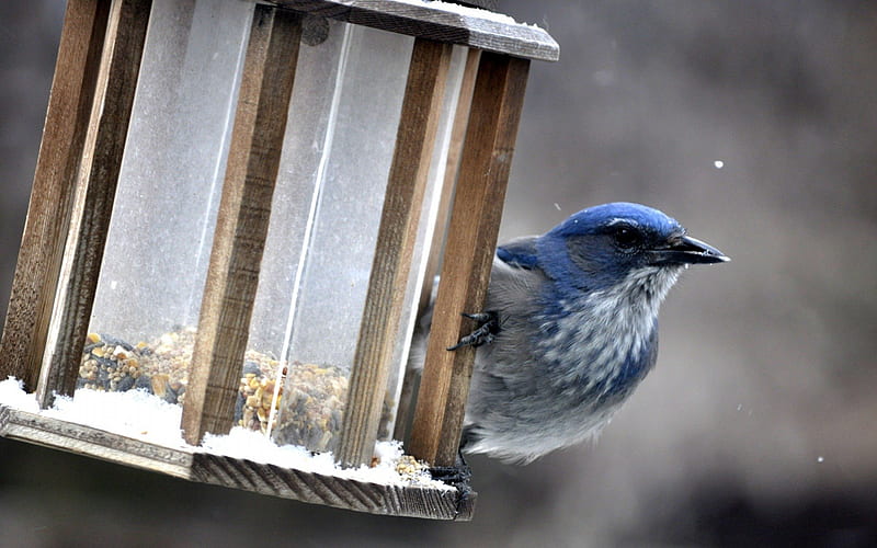 Beautiful Blue Bird Feeding in Winter, feeding, birds, animals, blue, winter, HD wallpaper