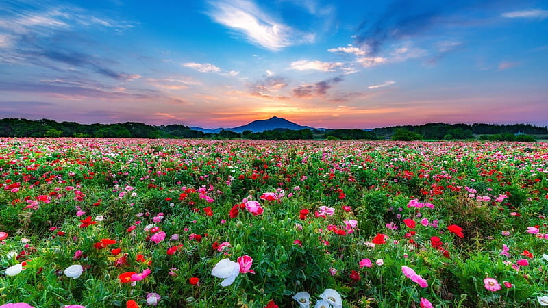 1920x1080px, 1080P free download | Flower Field, flowers, nature, sky ...