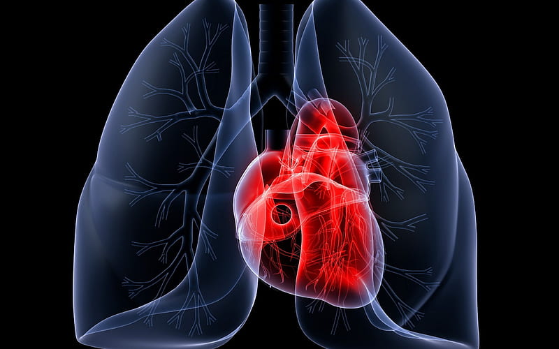 light, rengen, heart, lungs, x-ray, HD wallpaper