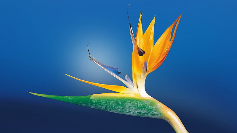 Bird of Paradise flower, Crane flower, Exotic flower, Native of South Africa, Genus Strelitzia, HD wallpaper