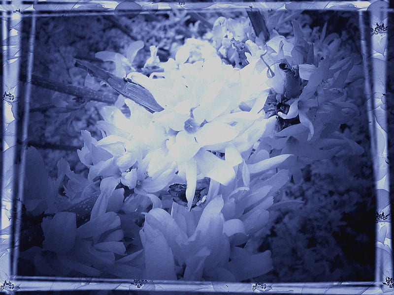 Tablou cu Flori, tablou, flowers, flori, abstract, blue, HD wallpaper