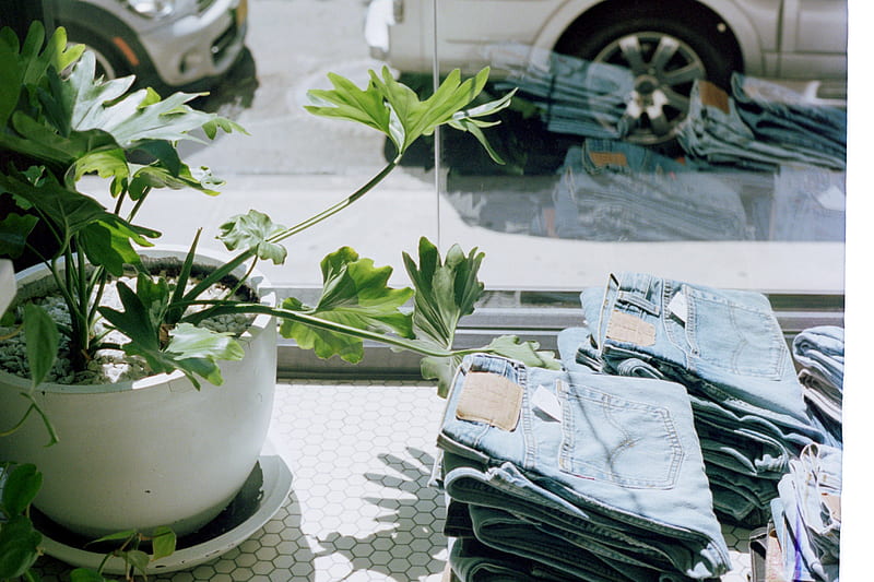 green leafed plant in white pot beside blue denim bottoms on table beside glass panel window, HD wallpaper