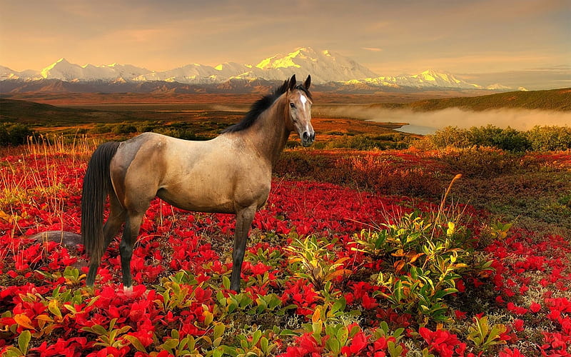 Desert Horse, Brown, Red, Clouds, Desert, Sky, Flowers, Horses, HD wallpaper
