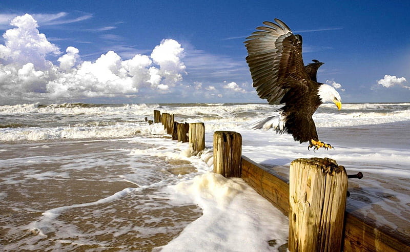 Eagle Landing on Post, fence, brown, clouds, puffy, beach, tide, sand, feathers, animals, blue, wings, ocean, eagle, black, waves, sky, tan, wide, daylight, water, bird, spread, flying, beak, day, nature, white, HD wallpaper