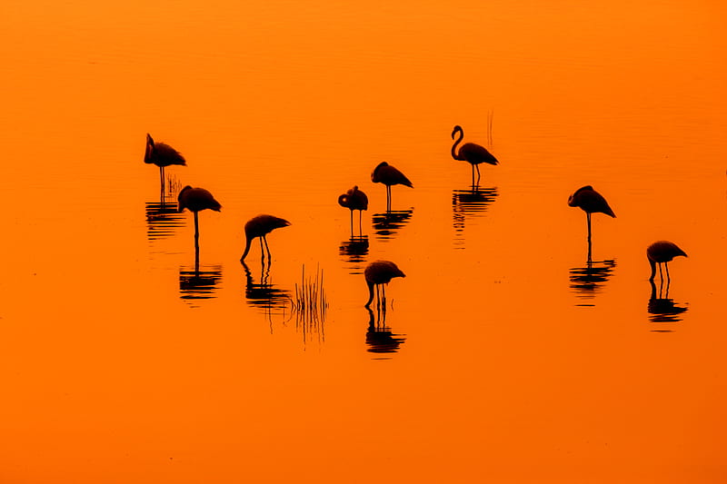 Lake-Nakuru, lakes, african, birds, nature, reflection, animal, HD wallpaper