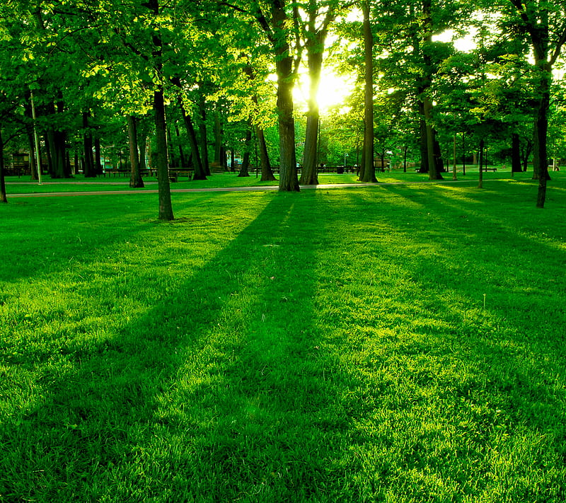 Park, grass, green, nature, sunrise, trees, HD wallpaper