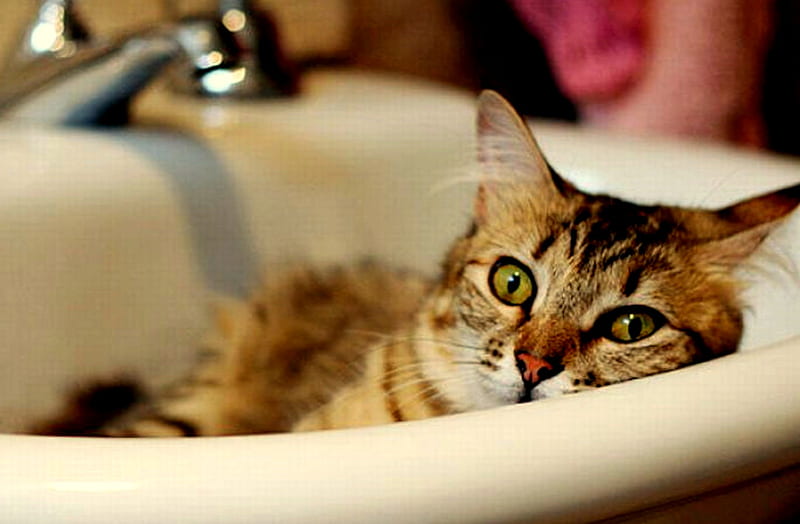 Cozy, bathroom sink, white porcelain sink, tabby cat, silver faucet, HD wallpaper