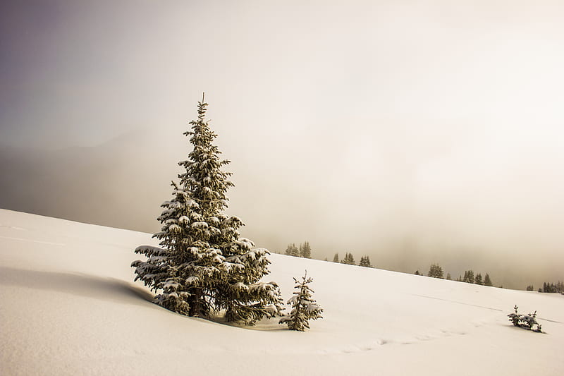 pine tree surrounded by snowfield, HD wallpaper