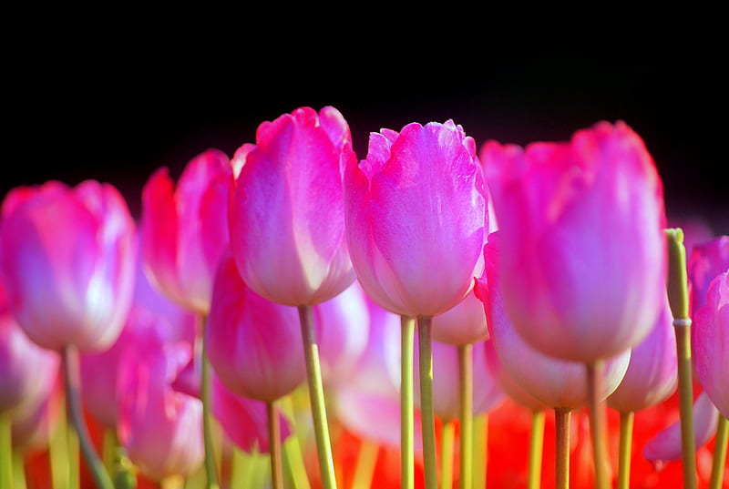 PINK TULIPS, flowers, nature, tulips, pink, field, HD wallpaper | Peakpx