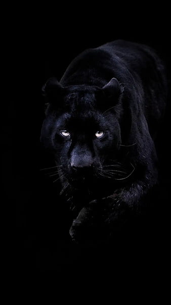 Premium Photo | A poster of a black jaguar with green leaves and the words  