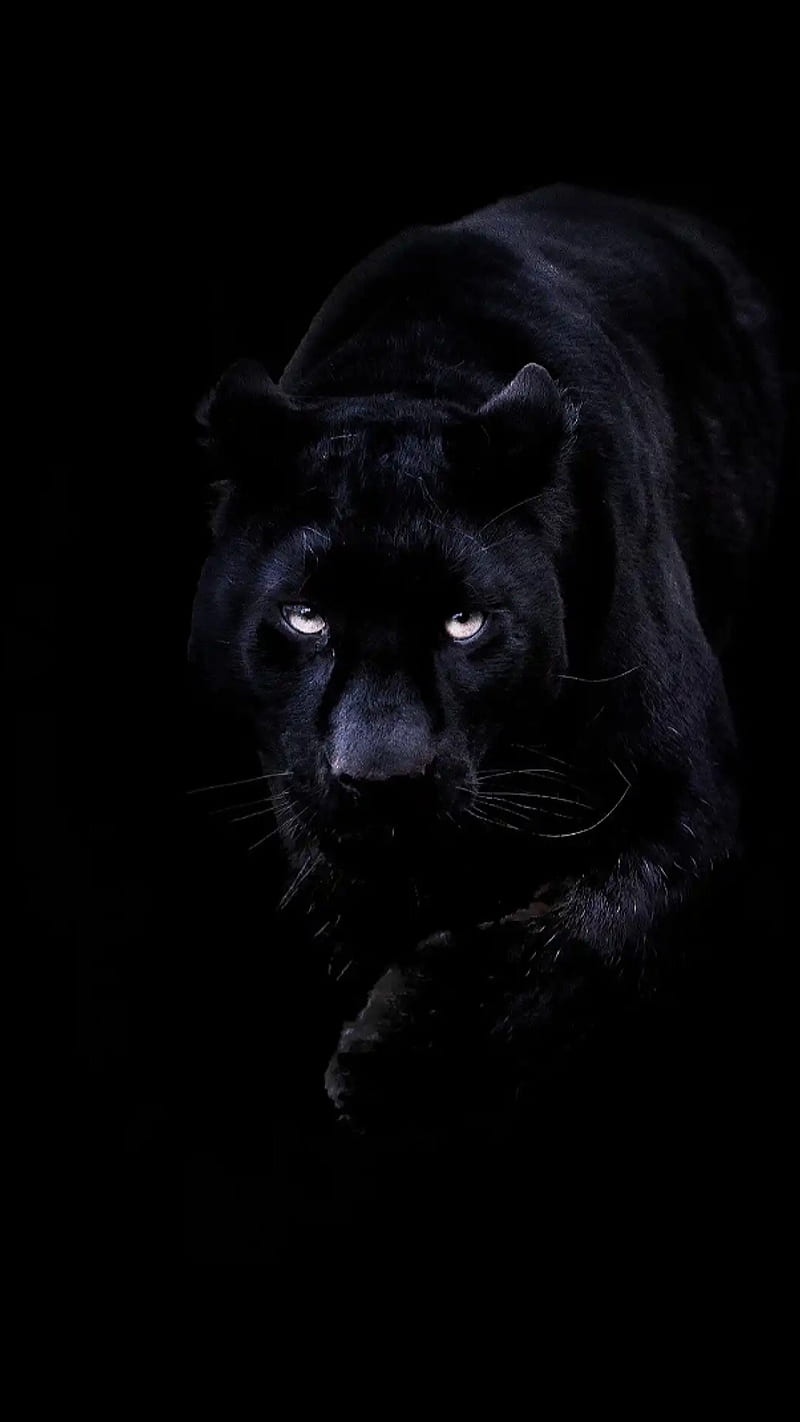 Black panther, animal, big, black, cat, panther, HD phone wallpaper