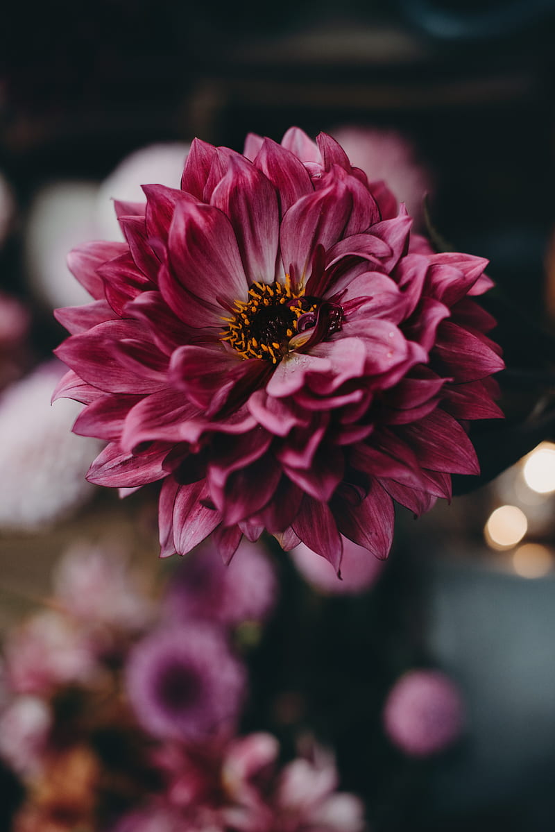 dahlia, flower, pink, bloom, closeup, HD phone wallpaper