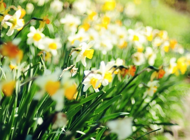Beautiful yellow daffodils, daffodils, flowers, yellow, garden, nature ...