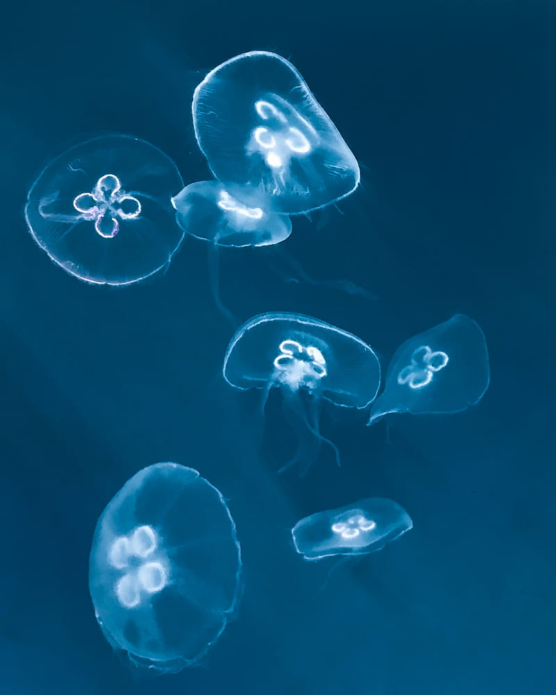 Blue and White Jellyfish in Water, HD phone wallpaper