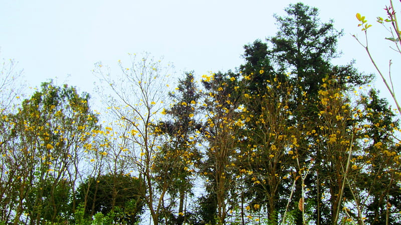 Golden Trumpet-tree, corolla funnel shaped, shaped like wind chimes, flowers will wrinkle song, forest farm, HD wallpaper