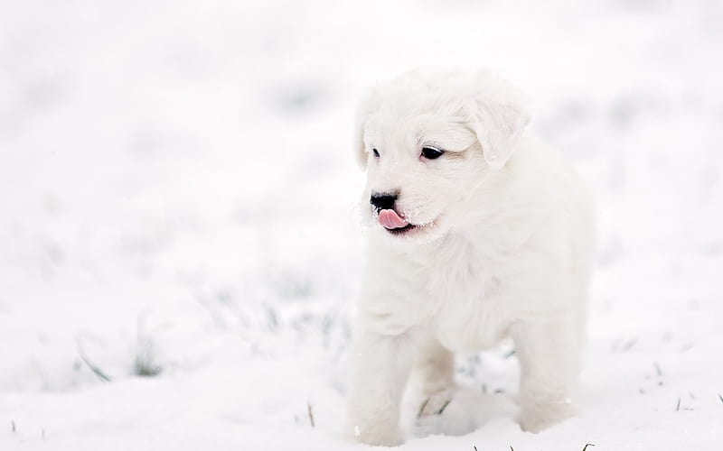 White Puppy, white dog, winter time, snowy, winter, dog face, puppies, snow, nature, animals, dogs, puppy, dog, HD wallpaper