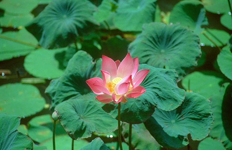 Bali-Ubud-Lotus-Pond-Restaurant-Lotus-flower, lotus, green, flowers, ubud, nature, indonesian, bali, HD wallpaper