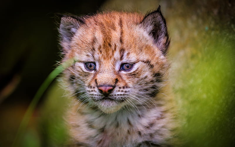 lynx, wildlife, cute animals, wild animals, small lynx, HD wallpaper